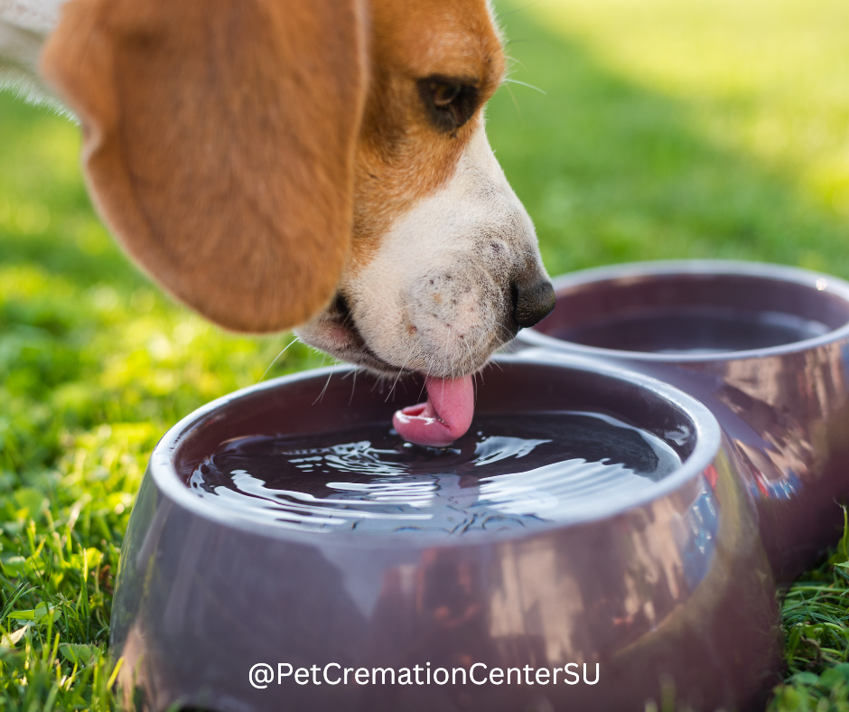 Dog drinking from a bowl of water